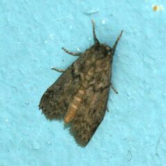 Ephestia elutella