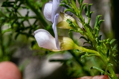 Psoralea aculeata