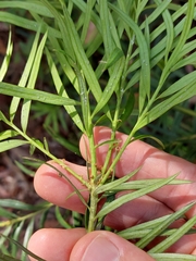 Podocarpus spinulosus