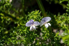 Psoralea aculeata