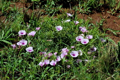 Ipomoea oenotheroides