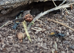 Camponotus aeneopilosus