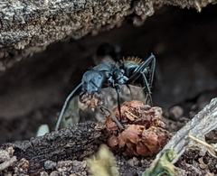 Camponotus aeneopilosus