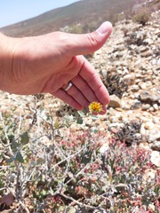 Berkheya fruticosa