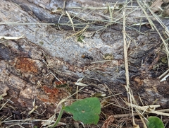 Camponotus aeneopilosus