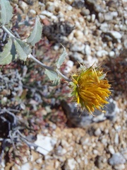 Berkheya fruticosa
