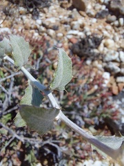 Berkheya fruticosa