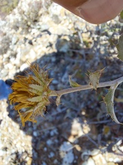 Berkheya fruticosa
