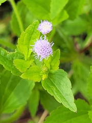 Praxelis clematidea