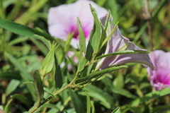 Ipomoea oenotheroides