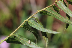 Ipomoea oenotheroides