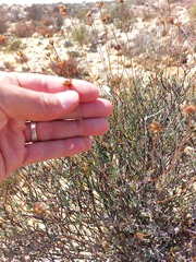Leucoptera oppositifolia