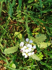 Diplotaxis erucoides