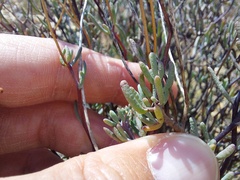 Leucoptera oppositifolia