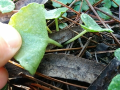 Umbilicus rupestris