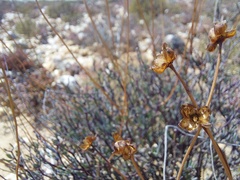 Leucoptera oppositifolia