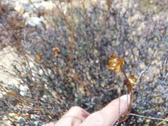 Leucoptera oppositifolia