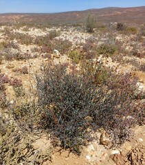 Leucoptera oppositifolia