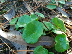 Umbilicus rupestris
