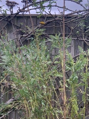 Achillea filipendulina