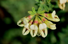 Lotus discolor