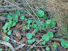 Umbilicus rupestris