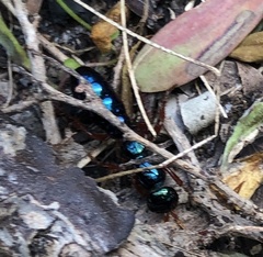 Diamma bicolor