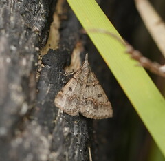Dichromodes mesogonia