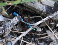 Diamma bicolor