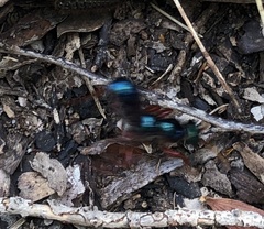 Diamma bicolor