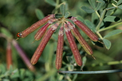 Lotus discolor