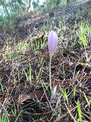 Crocus serotinus
