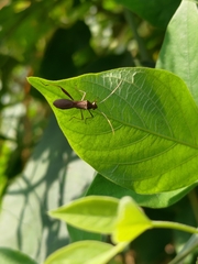 Riptortus linearis