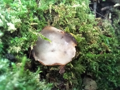 Humaria hemisphaerica