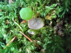 Humaria hemisphaerica