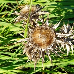 Carlina corymbosa