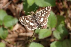 Ernsta dromus