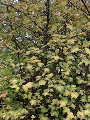 Ribes alpinum