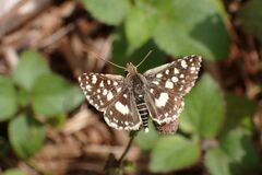Ernsta dromus