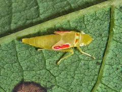 Graphocephala