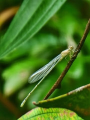 Pseudagrion