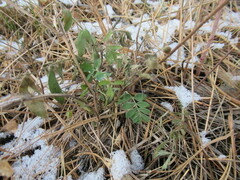 Sibbaldianthe bifurca