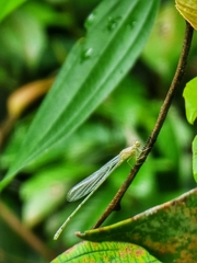 Pseudagrion