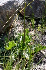 Lichtensteinia lacera