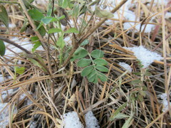 Sibbaldianthe bifurca