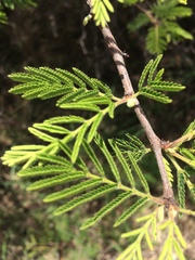 Dichrostachys cinerea