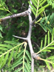 Dichrostachys cinerea