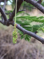 Dichrostachys cinerea