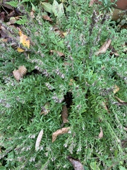 Hyssopus officinalis