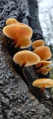 Flammulina